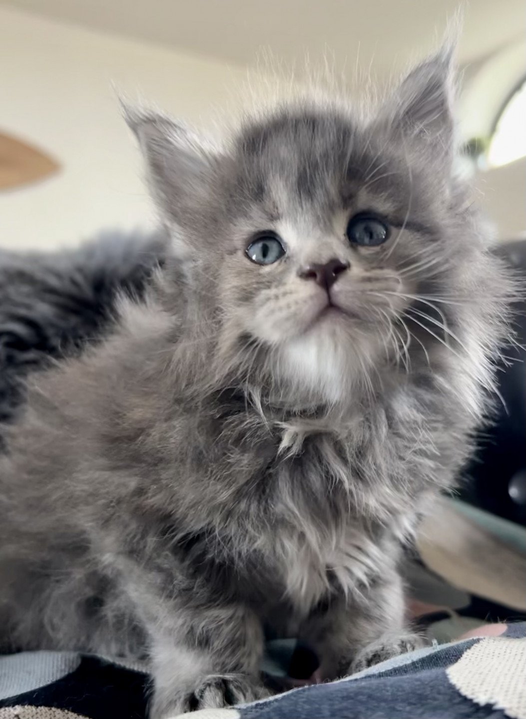 chaton Maine coon blue tortie blotched tabby Vespertine Chatterie Maceo’s Gône’s Maine Coons