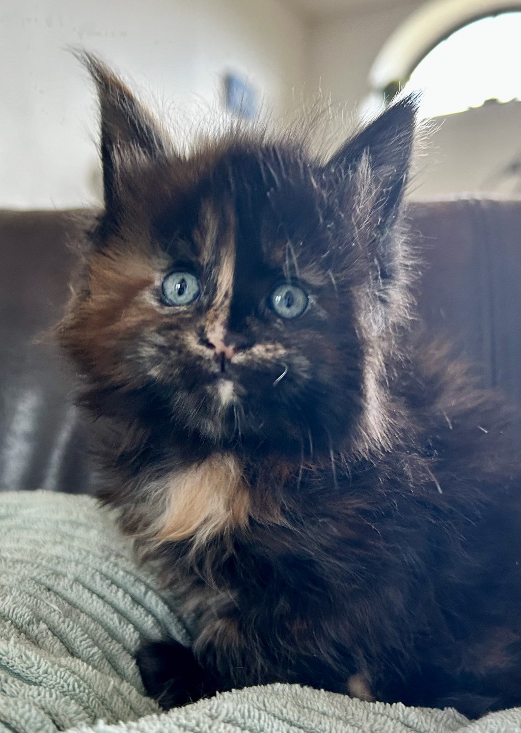 chaton Maine coon black tortie Vyserya Chatterie Maceo’s Gône’s Maine Coons