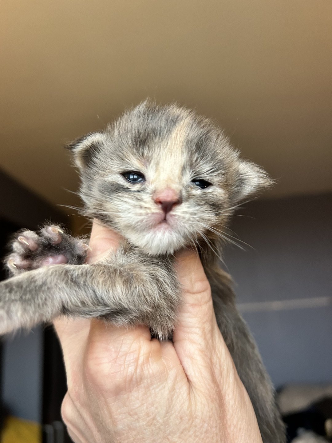 chaton Maine coon blue tortie blotched tabby Chatterie Maceo’s Gône’s Maine Coons