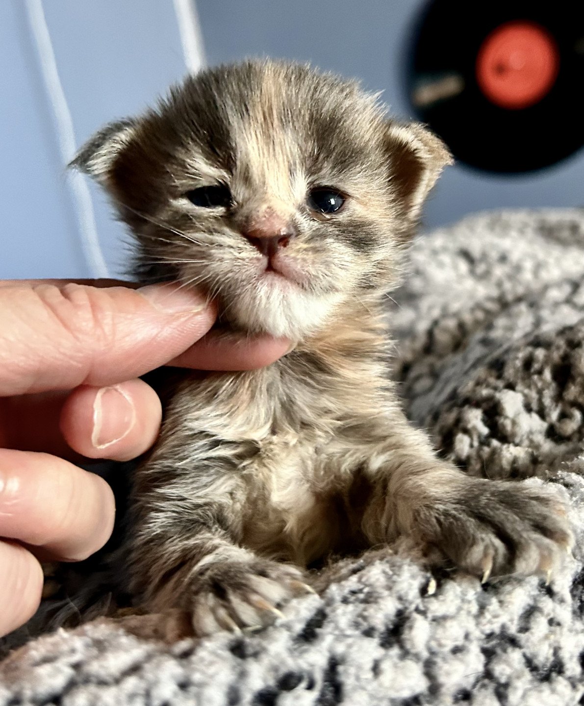 chaton Maine coon blue tortie blotched tabby Chatterie Maceo’s Gône’s Maine Coons
