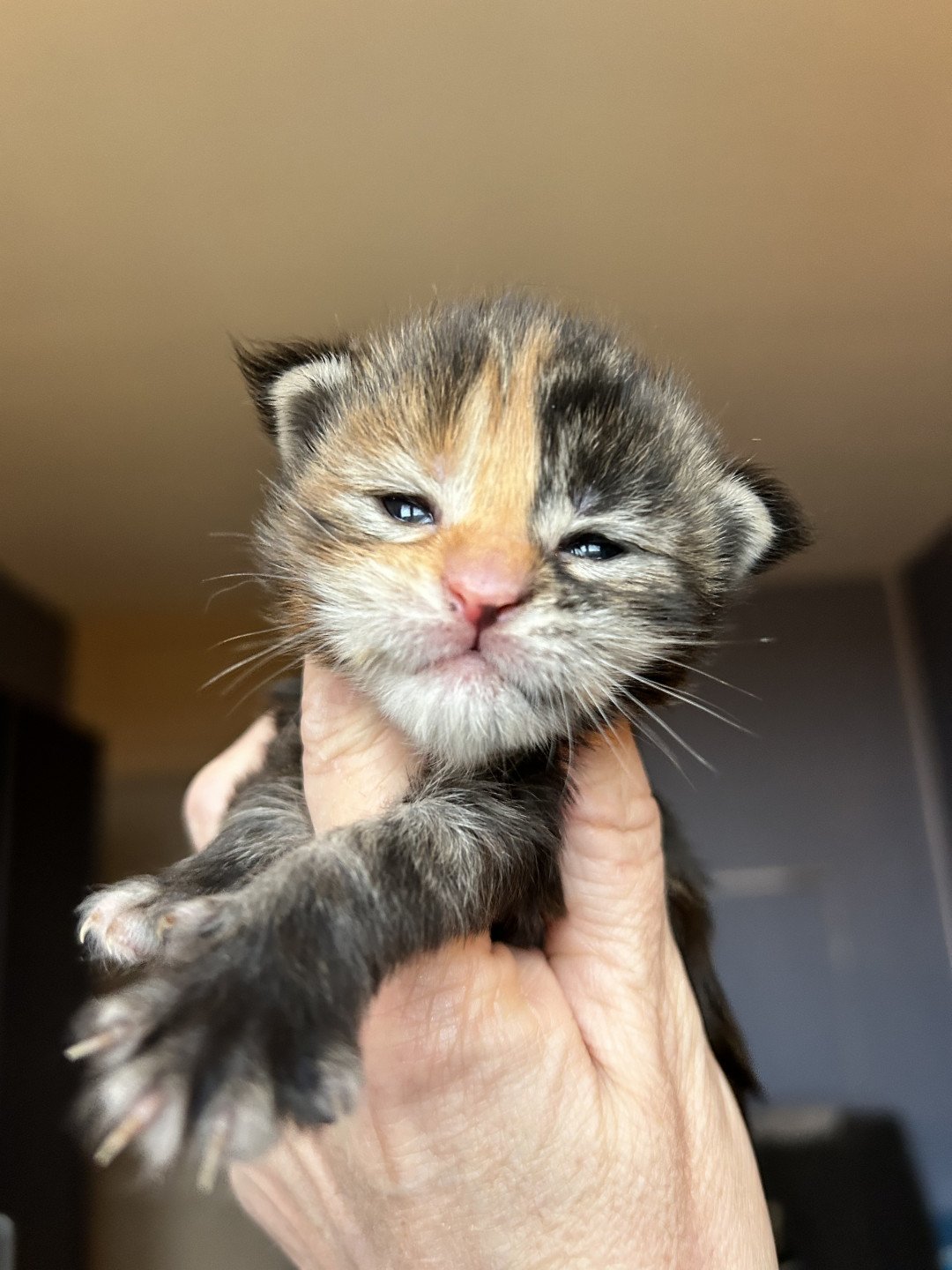 chaton Maine coon blue tortie blotched tabby Chatterie Maceo’s Gône’s Maine Coons