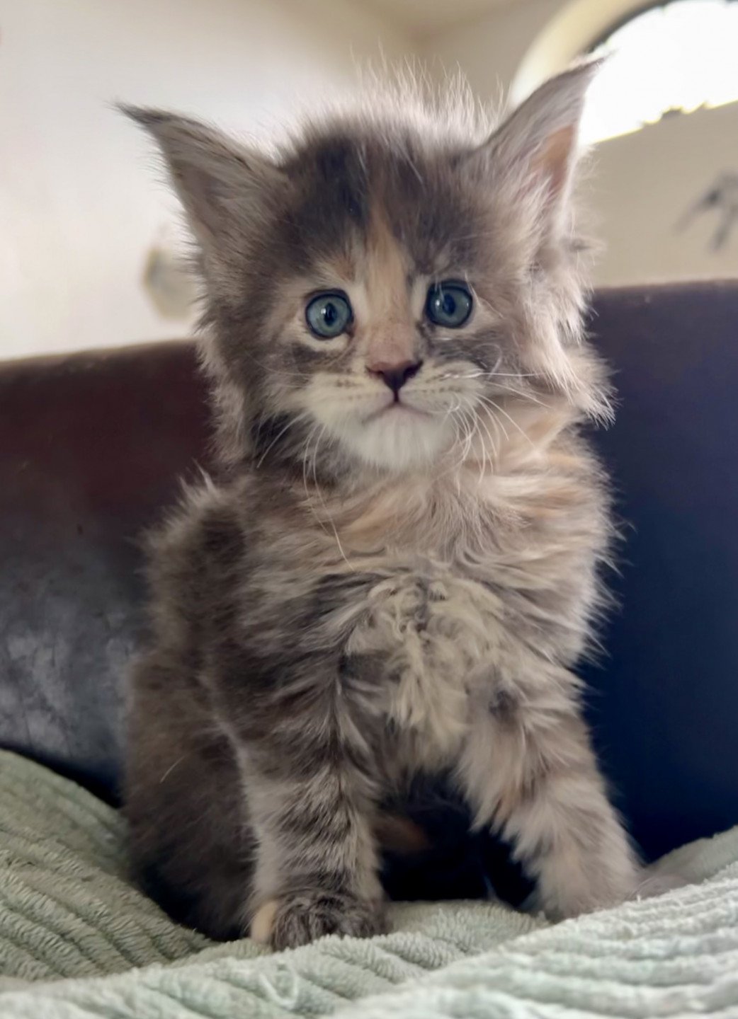chaton Maine coon brown tortie blotched tabby Venus As A Boy Chatterie Maceo’s Gône’s Maine Coons