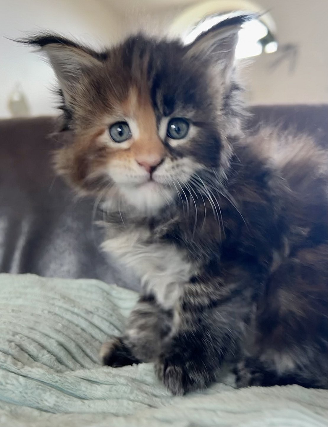 chaton Maine coon brown tortie blotched tabby Venus As A Boy Chatterie Maceo’s Gône’s Maine Coons