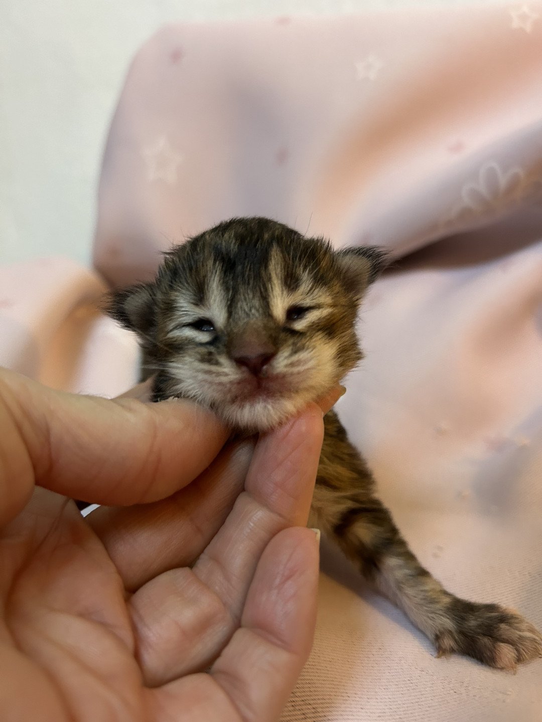 chaton Maine coon black tortie silver tabby Chatterie Maceo’s Gône’s Maine Coons