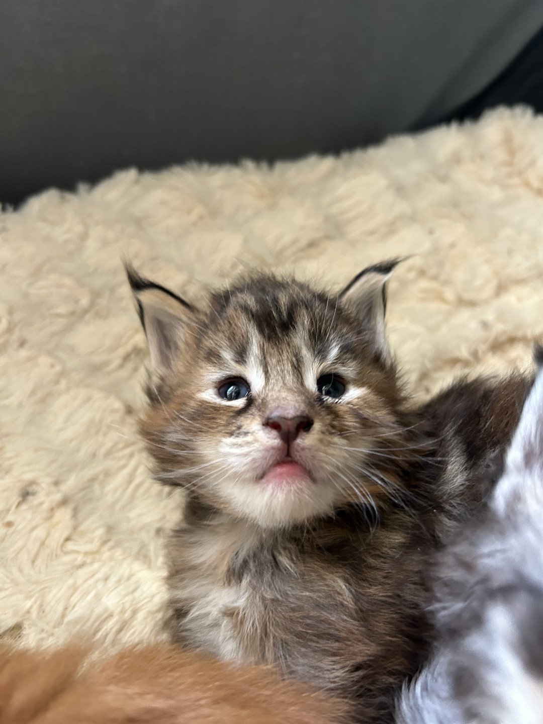chaton Maine coon black tortie silver tabby Vixens Chatterie Maceo’s Gône’s Maine Coons