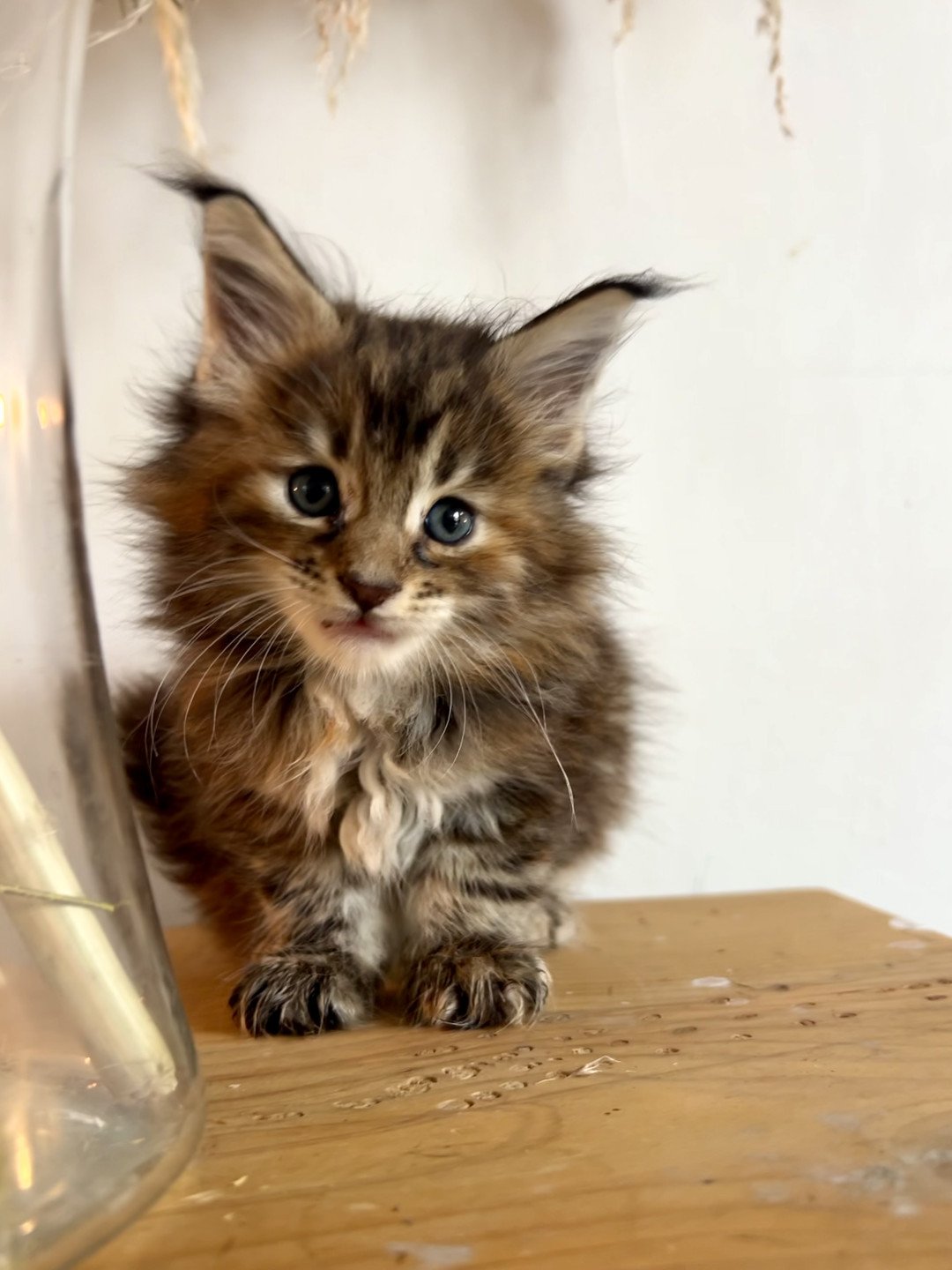 chaton Maine coon black tortie silver tabby Vyxens Chatterie Maceo’s Gône’s Maine Coons