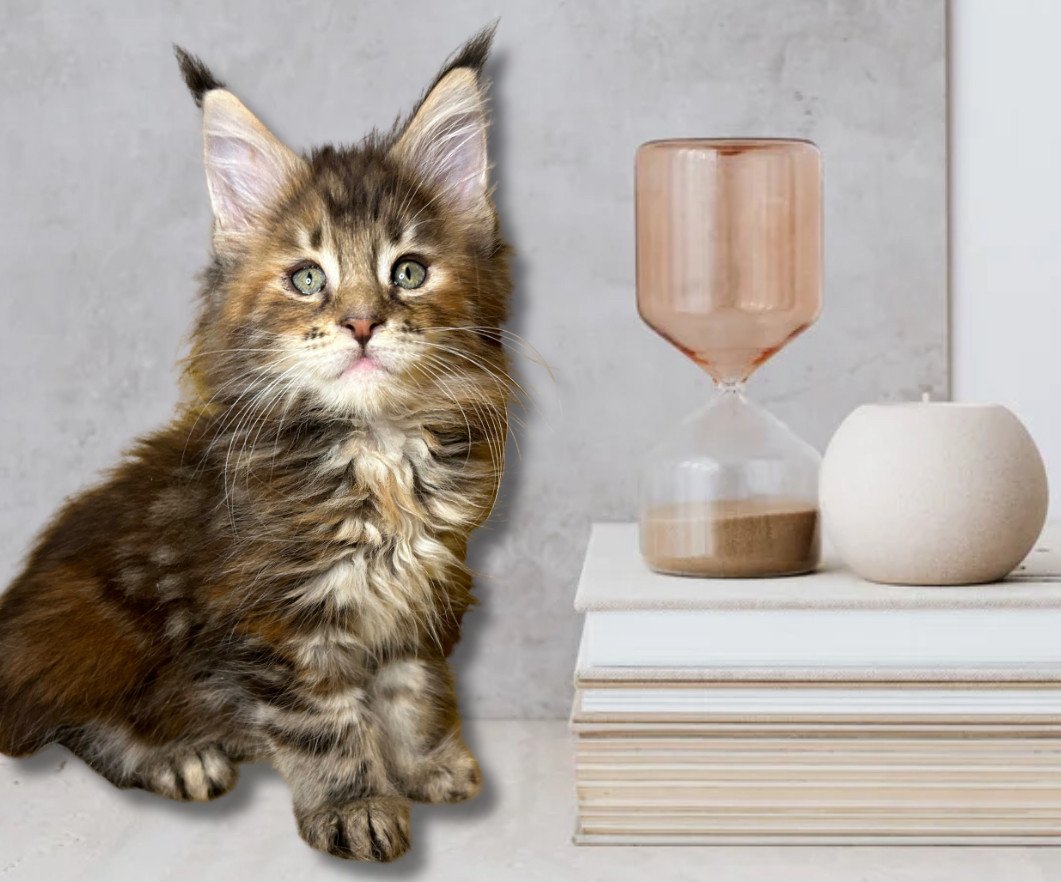 chaton Maine coon black tortie silver tabby Vyxens Chatterie Maceo’s Gône’s Maine Coons