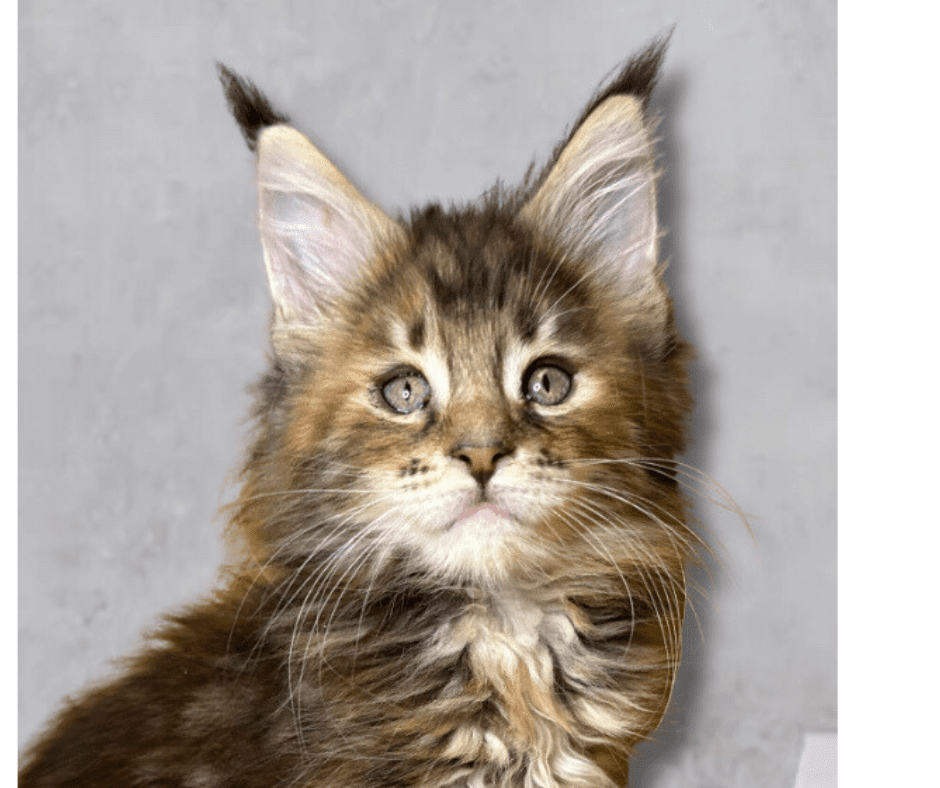 chaton Maine coon black tortie silver tabby Vyxens Chatterie Maceo’s Gône’s Maine Coons