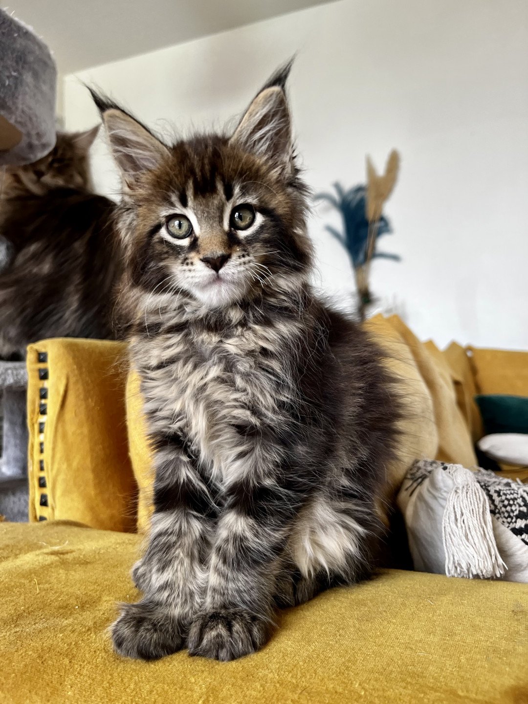 Maceo’s Gône’s Tame Impala Chat Maine coon Rhône