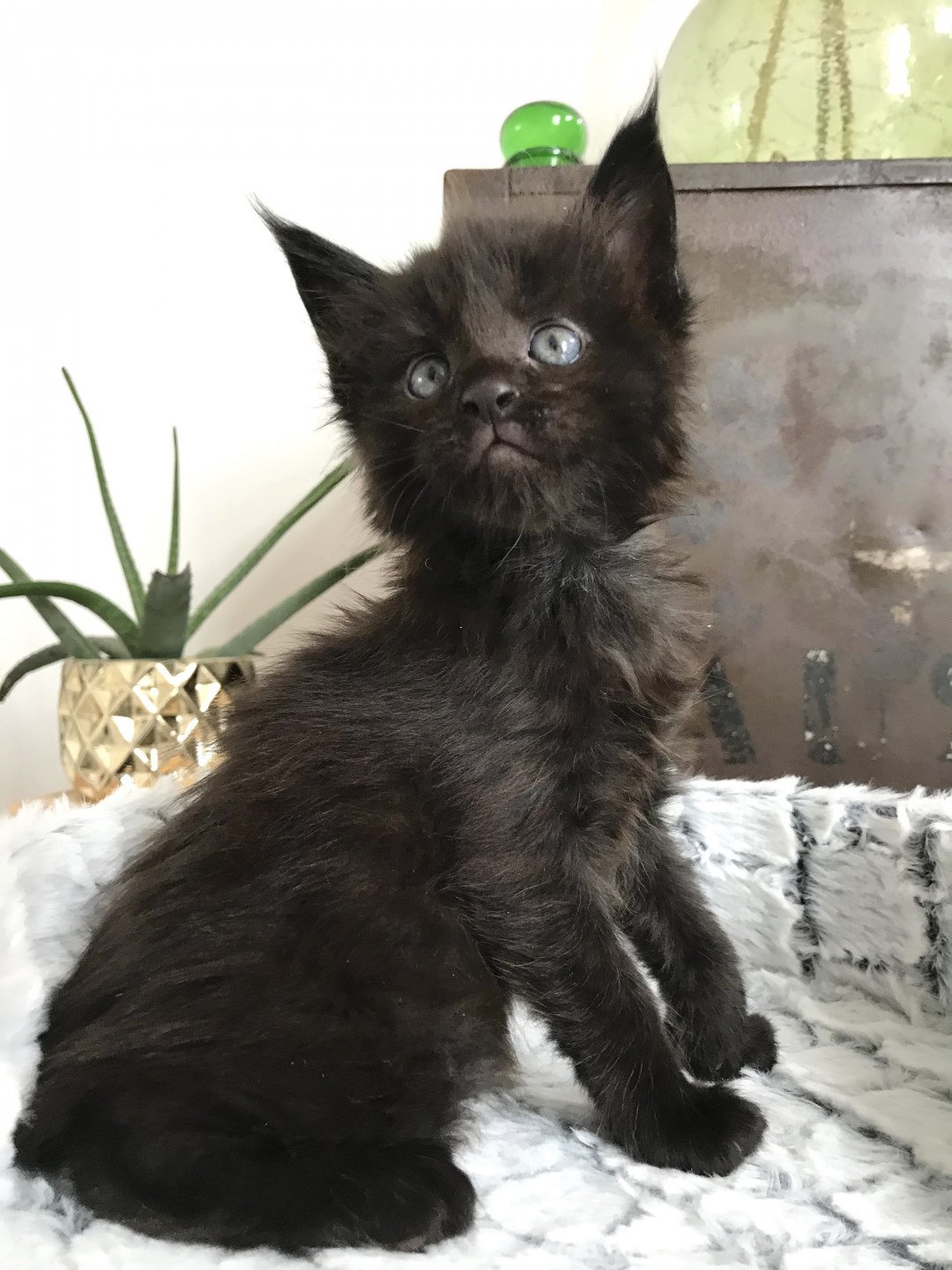 chaton Maine coon black Maceo’s Gône’s Ron Sirius Black Chatterie Maceo’s Gône’s Maine Coon
