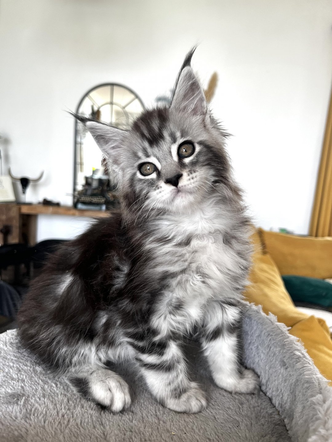 Maceo’s Gône’s Tainted Love Chaton Maine coon Rhône