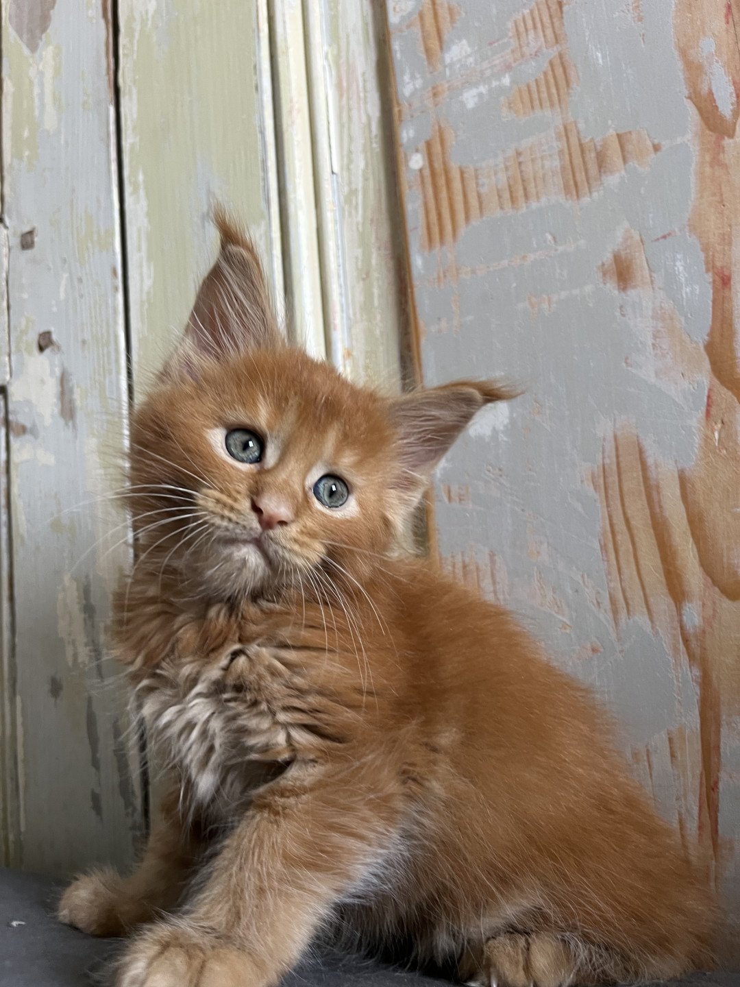 chaton Maine coon red TIBURCE Chatterie Maceo’s Gône’s Maine Coons