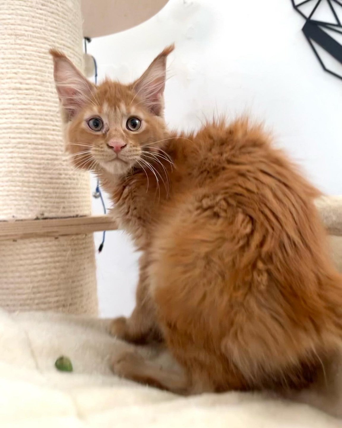 chaton Maine coon red TIBURCE Chatterie Maceo’s Gône’s Maine Coons