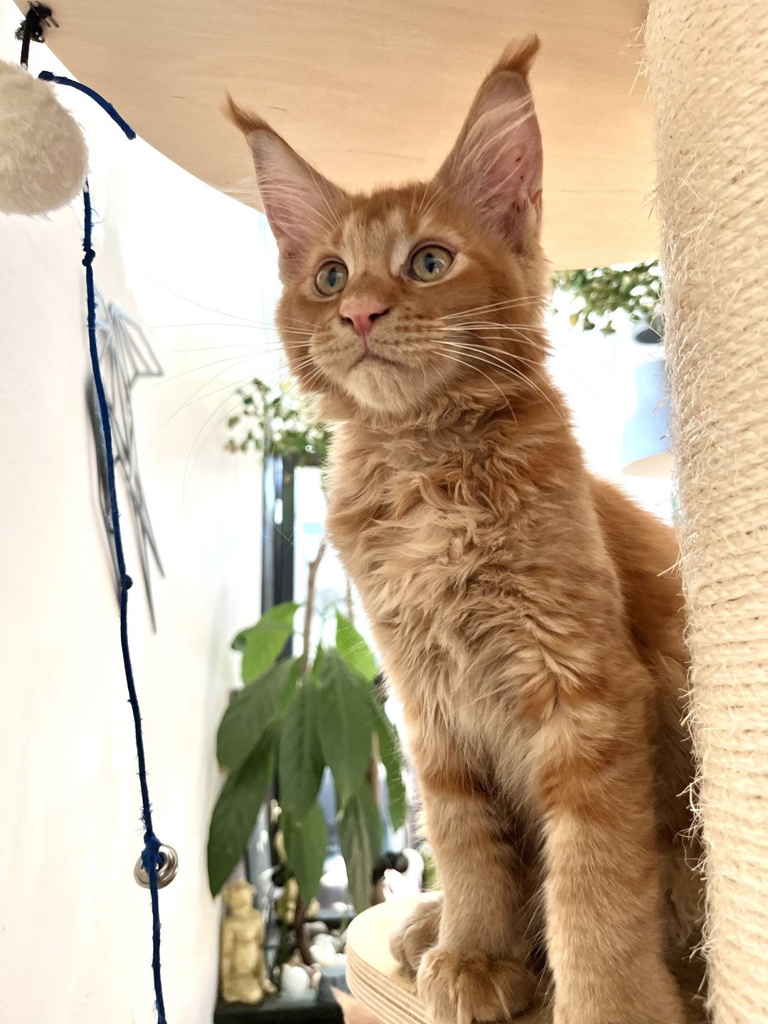 chaton Maine coon red TAÏYŌ Chatterie Maceo’s Gône’s Maine Coons