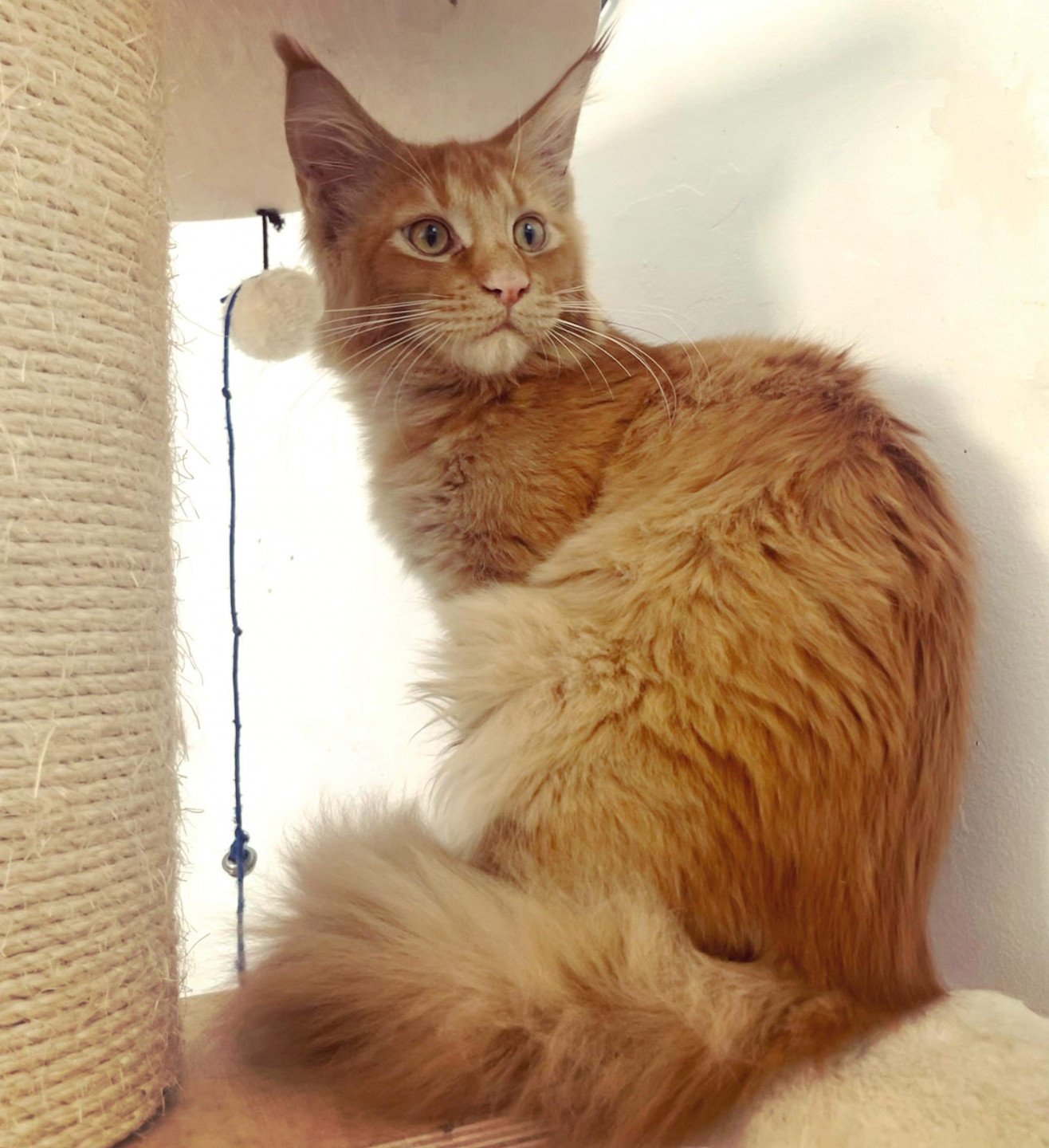 chaton Maine coon red TAÏYŌ Chatterie Maceo’s Gône’s Maine Coons