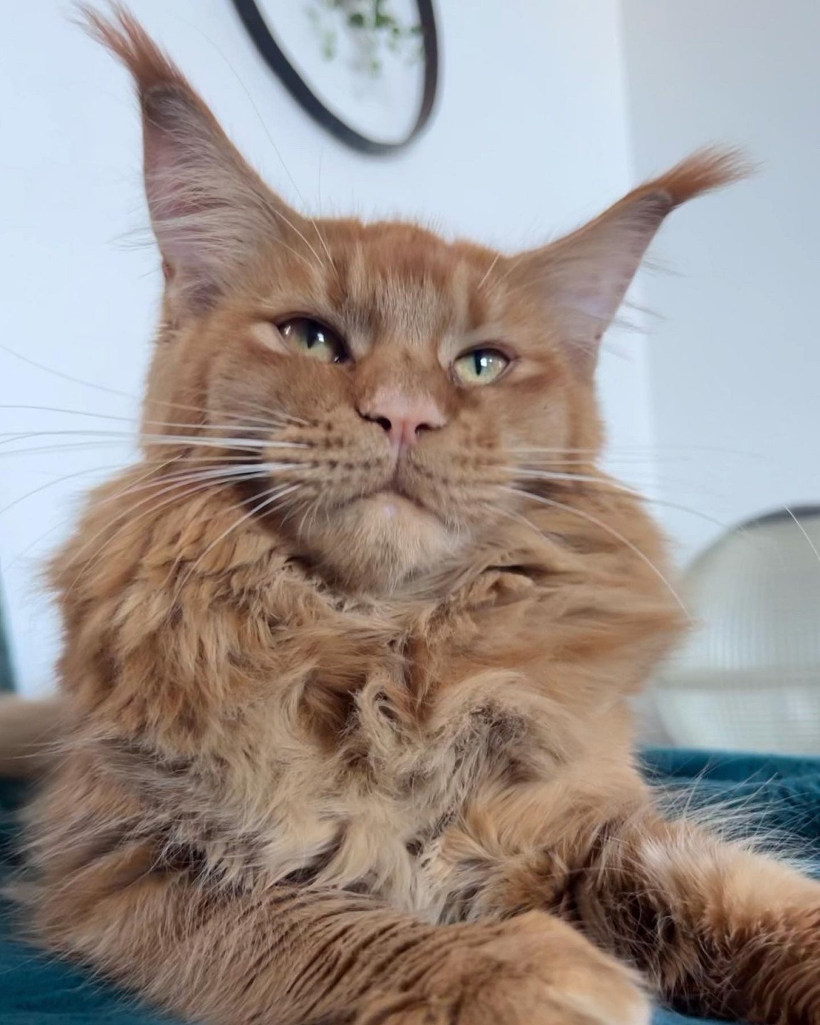 chaton Maine coon red TAÏYŌ Chatterie Maceo’s Gône’s Maine Coons