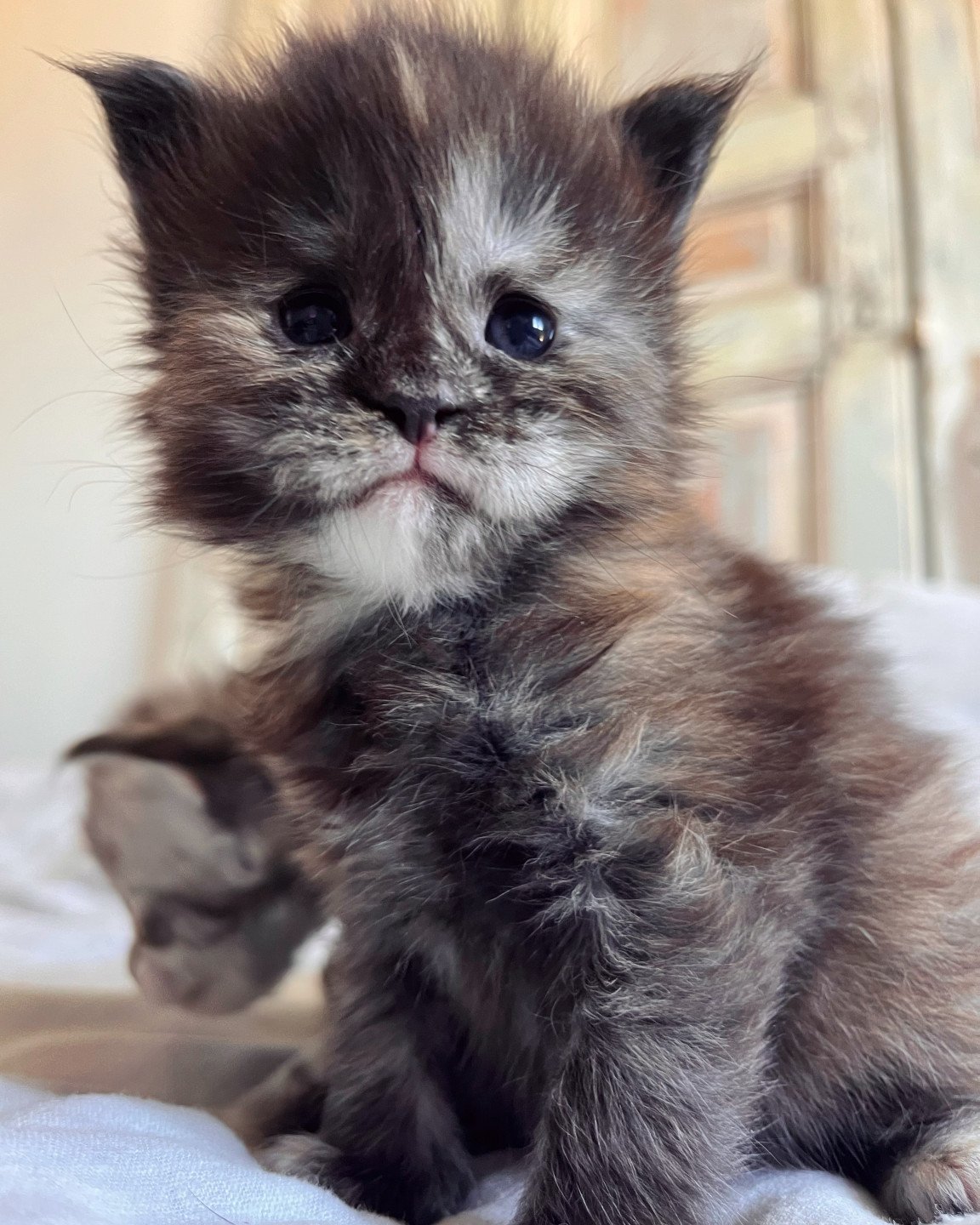 chaton Maine coon black tortie smoke U’Prada Chatterie Maceo’s Gône’s Maine Coons