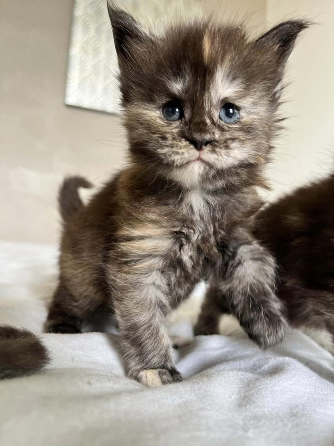 chaton Maine coon black tortie smoke U’Prada Chatterie Maceo’s Gône’s Maine Coons