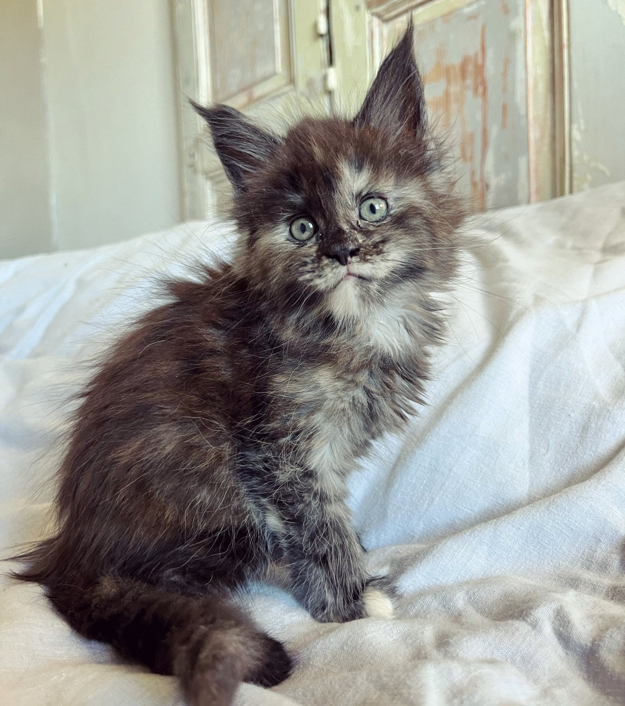 chaton Maine coon black tortie smoke U’Prada Chatterie Maceo’s Gône’s Maine Coons