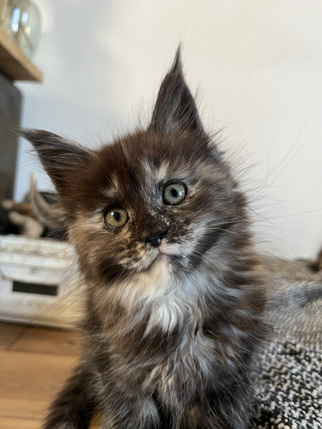 chaton Maine coon black tortie smoke U’Prada Chatterie Maceo’s Gône’s Maine Coons