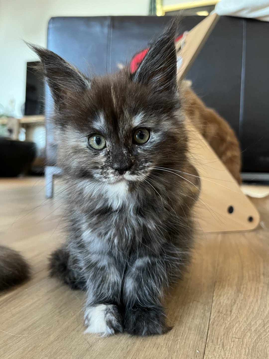 chaton Maine coon black tortie smoke U’Prada Chatterie Maceo’s Gône’s Maine Coons