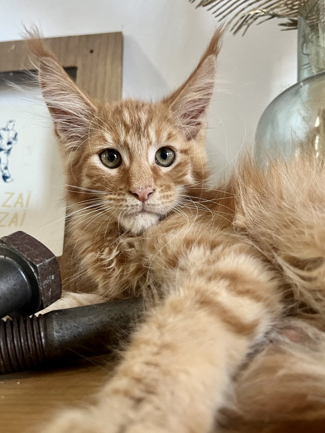 chaton Maine coon red mackerel tabby U’Stone Texas Chatterie Maceo’s Gône’s Maine Coons