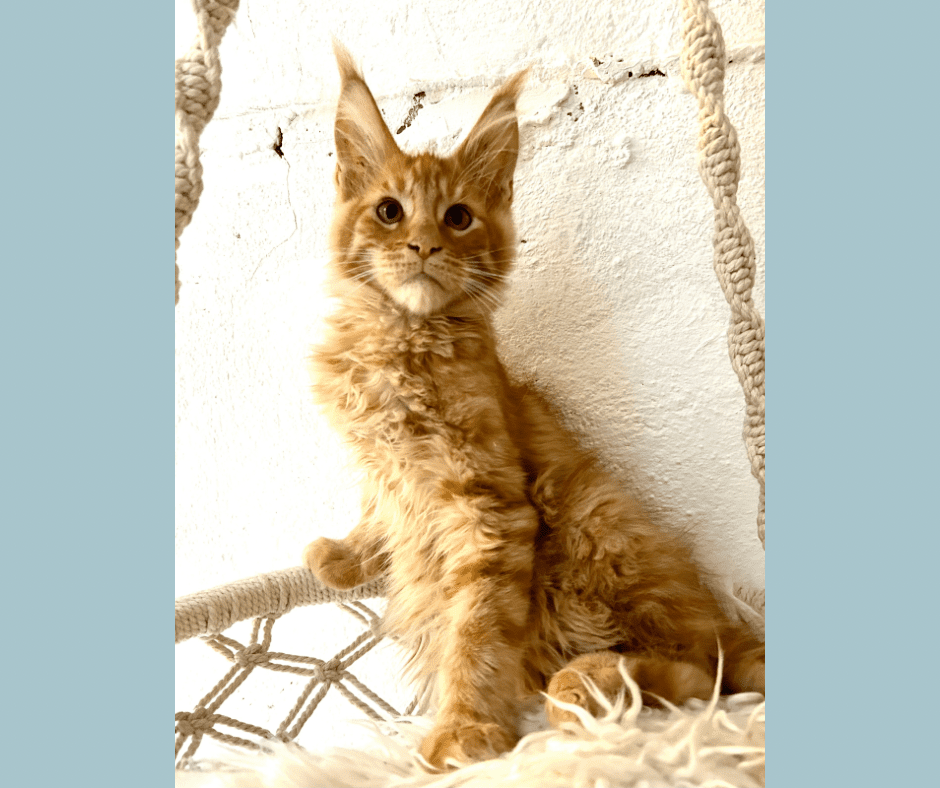 chaton Maine coon red mackerel tabby U’Stone Texas Chatterie Maceo’s Gône’s Maine Coons