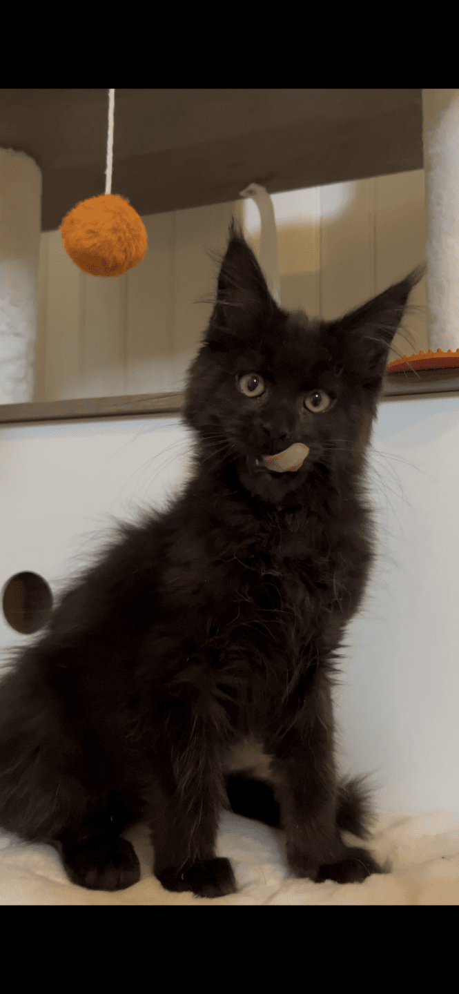 chaton Maine coon black Zingaro Chatterie Maceo’s Gône’s Maine Coons