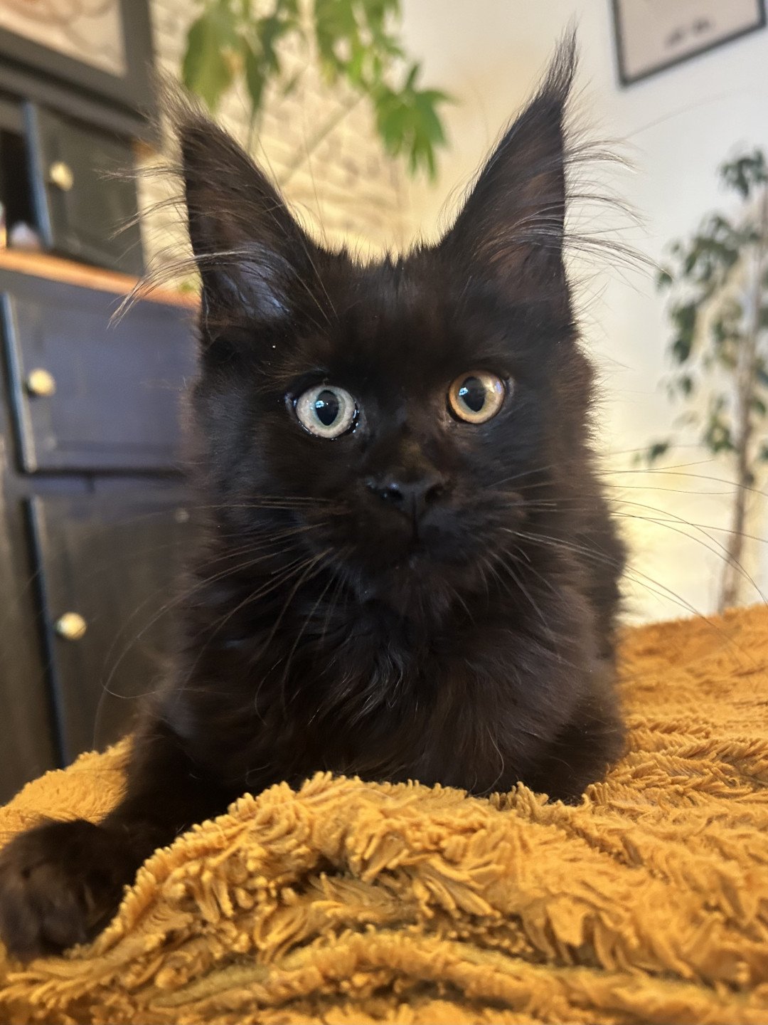 chaton Maine coon black Zingaro Chatterie Maceo’s Gône’s Maine Coons