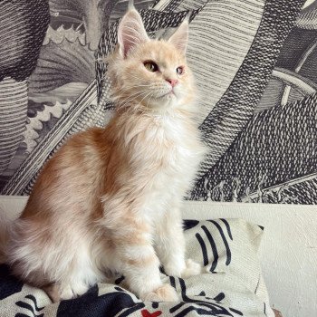 chaton Maine coon red silver blotched tabby Talisco Soul Chatterie Maceo’s Gône’s Maine Coons