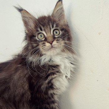 chaton Maine coon brown mackerel tabby & blanc Ti Amo Chatterie Maceo’s Gône’s Maine Coons