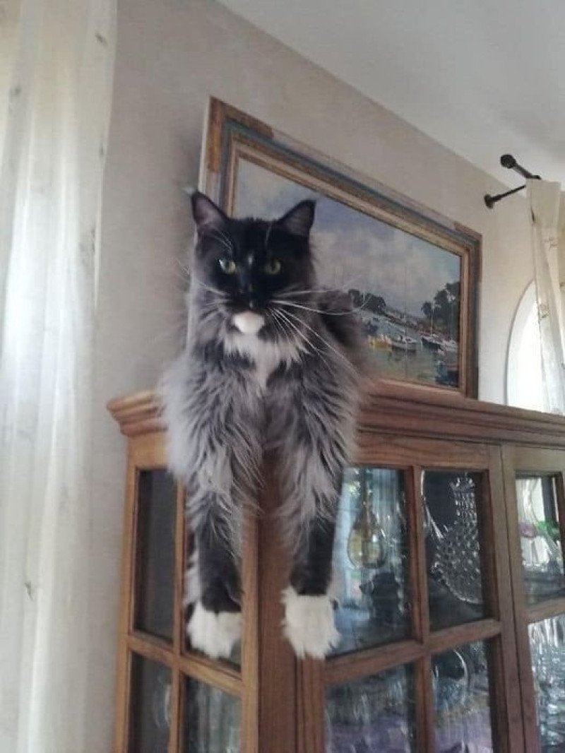 Maceo’s Gône’s Ti Tengu Cara Femelle Maine coon