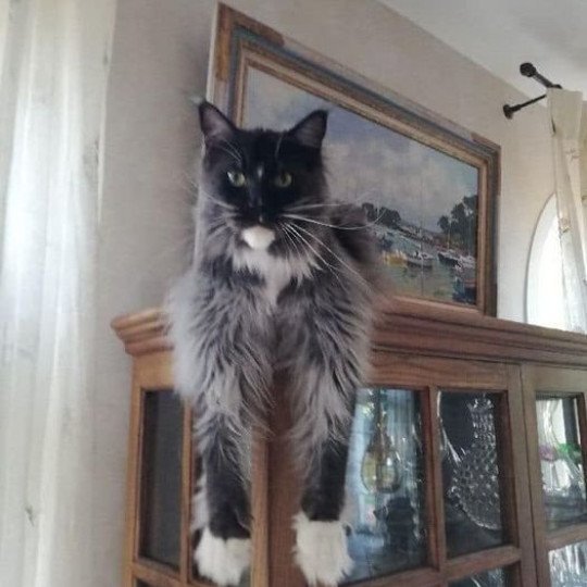 Maceo’s Gône’s Ti Tengu Cara Femelle Maine coon