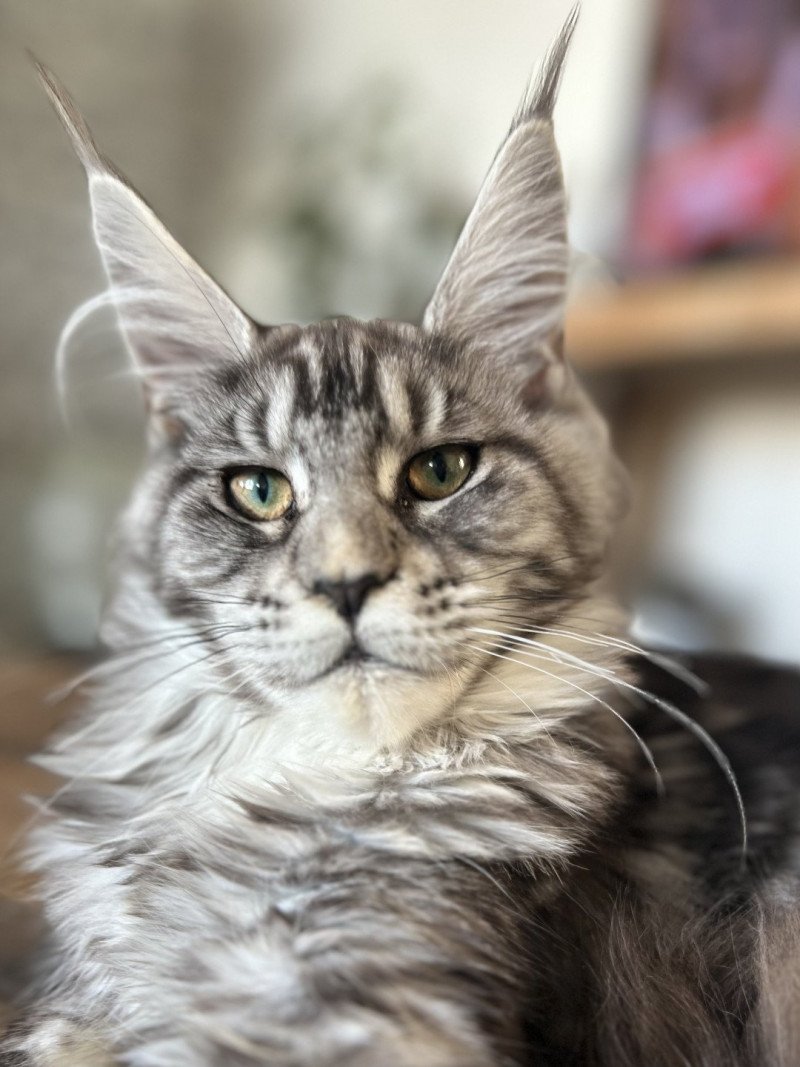 Maceo’s Gône’s Umbelievable Satheene Femelle Maine coon