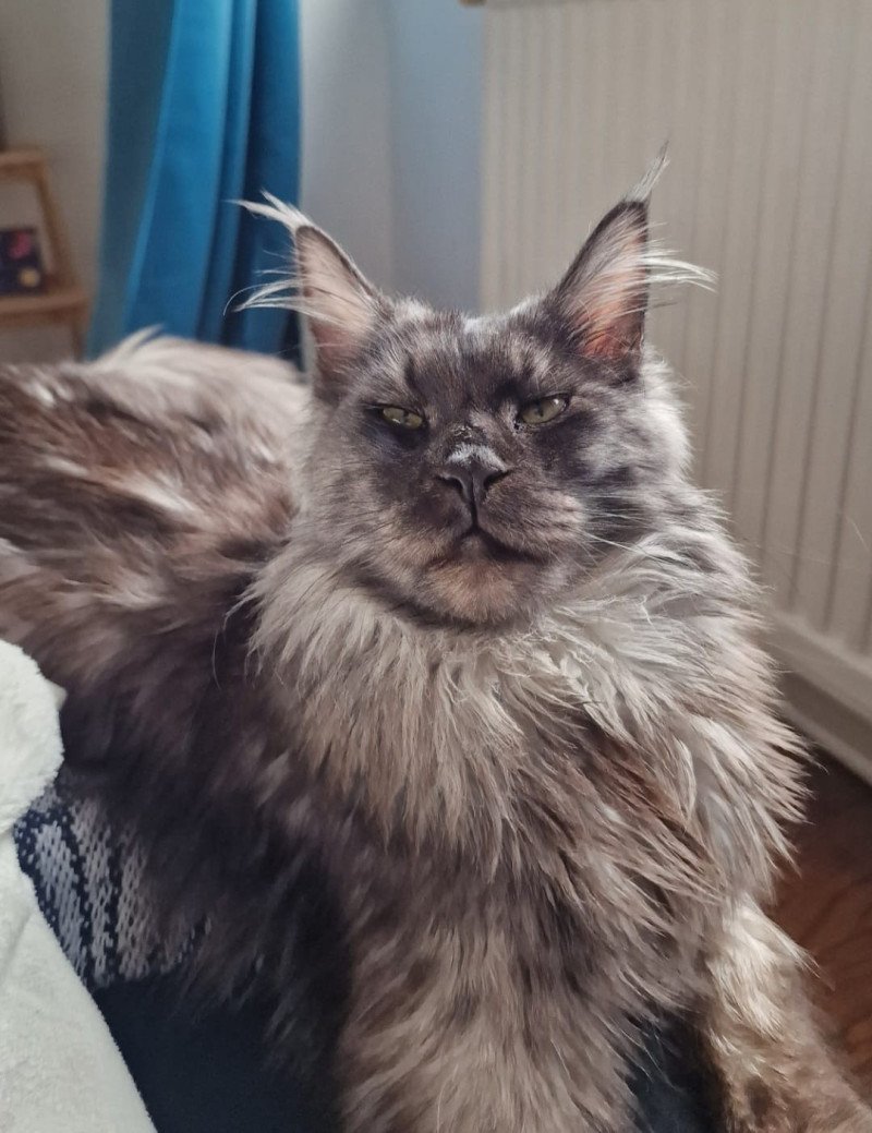 Maceo’s Gône’s Urso Lyly Wood Femelle Maine coon