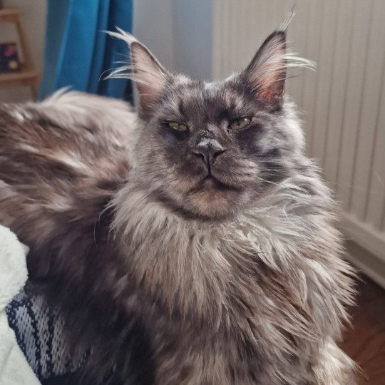 Maceo’s Gône’s Urso Lyly Wood Femelle Maine coon