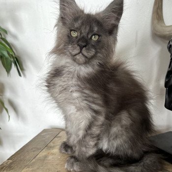 chaton Maine coon black smoke Urso Lyly Wood Chatterie Maceo’s Gône’s Maine Coons