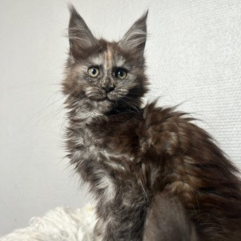 chaton Maine coon black tortie smoke Umbrian Breeze Chatterie Maceo’s Gône’s Maine Coons