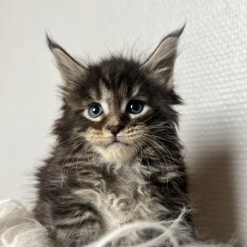 chaton Maine coon black silver blotched tabby Utano Chatterie Maceo’s Gône’s Maine Coons