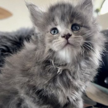 chaton Maine coon blue tortie blotched tabby Vespertine Chatterie Maceo’s Gône’s Maine Coons