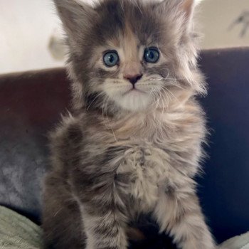 chaton Maine coon brown tortie blotched tabby Venus As A Boy Chatterie Maceo’s Gône’s Maine Coons
