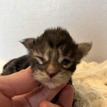 chaton Maine coon black tortie silver tabby Chatterie Maceo’s Gône’s Maine Coons