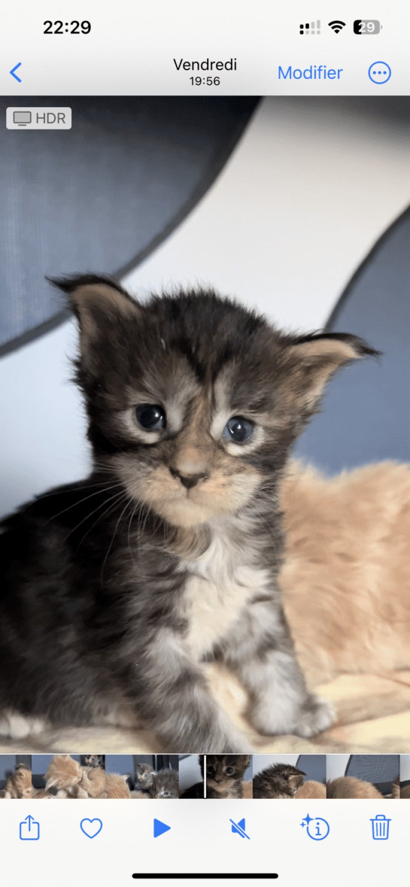 Maceo’s Gône’s Zendaya Femelle Maine coon