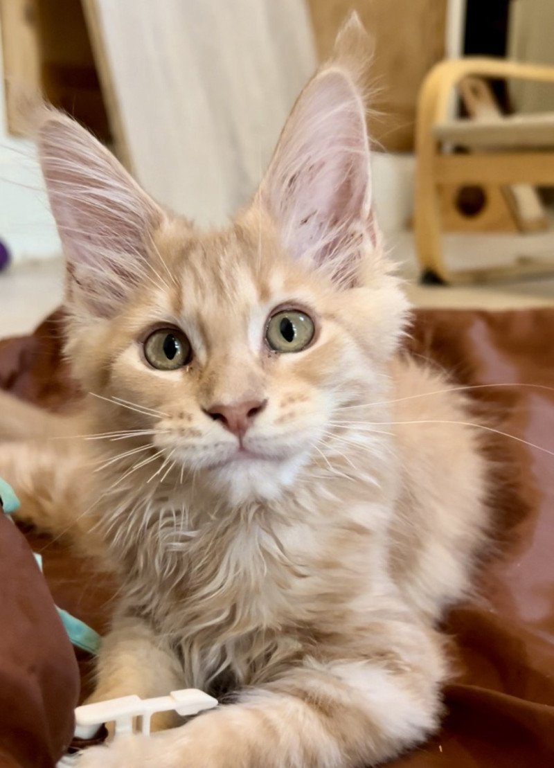 Maceo’s Gône’s Woodkid Mâle Maine coon