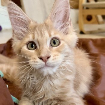 chaton Maine coon cream smoke Woodkid Chatterie Maceo’s Gône’s Maine Coons