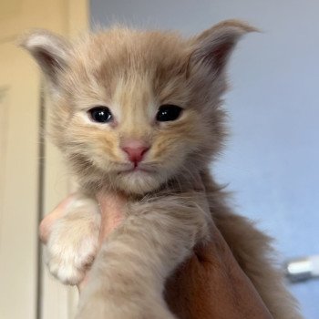 chaton Maine coon cream smoke Woodkid Chatterie Maceo’s Gône’s Maine Coons