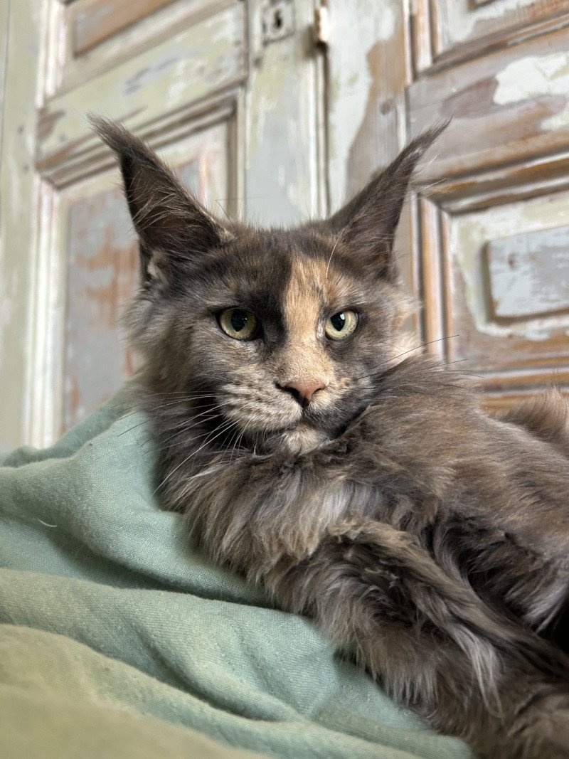 Maceo’s Gône’s Vespertine Femelle Maine coon