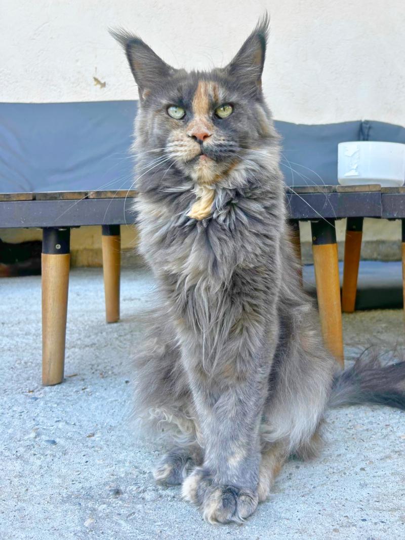 Maceo’s Gône’s Vespertine Femelle Maine coon