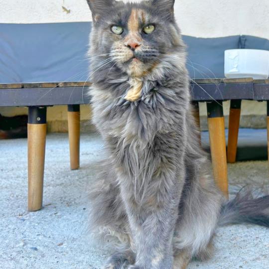 Maceo’s Gône’s Vespertine Femelle Maine coon
