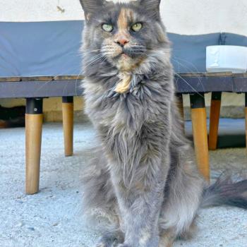 chat Maine coon blue tortie Vespertine Chatterie Maceo’s Gône’s Maine Coons